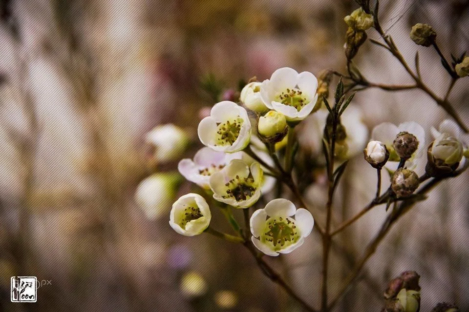 Flower - ảnh của Ngài Moon