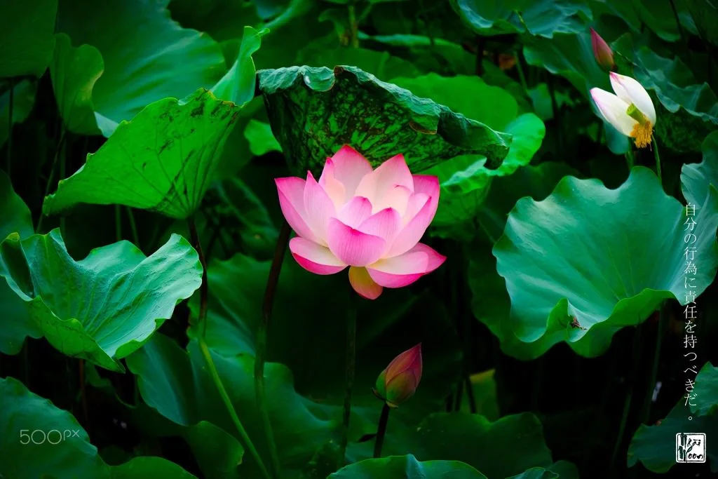 Lotus - ảnh của Ngài Moon